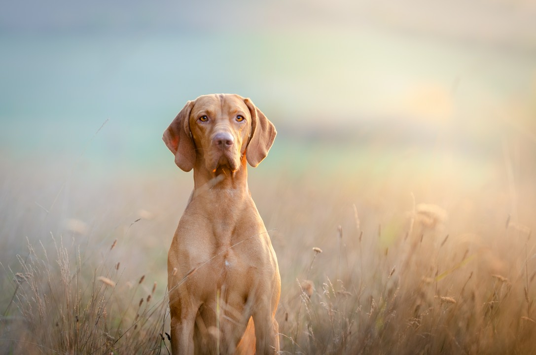 psy_krotkowlose_hungarian_hound_pointer